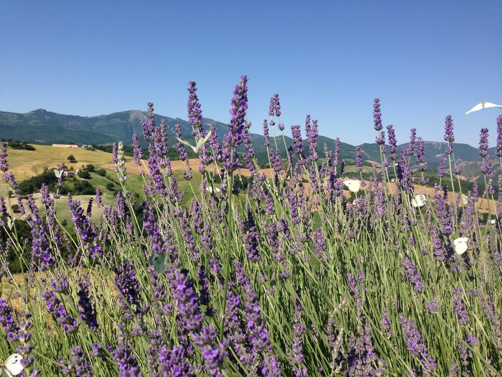 Agriturismo Il Fienile Di Ca Battista Cagli Exterior foto