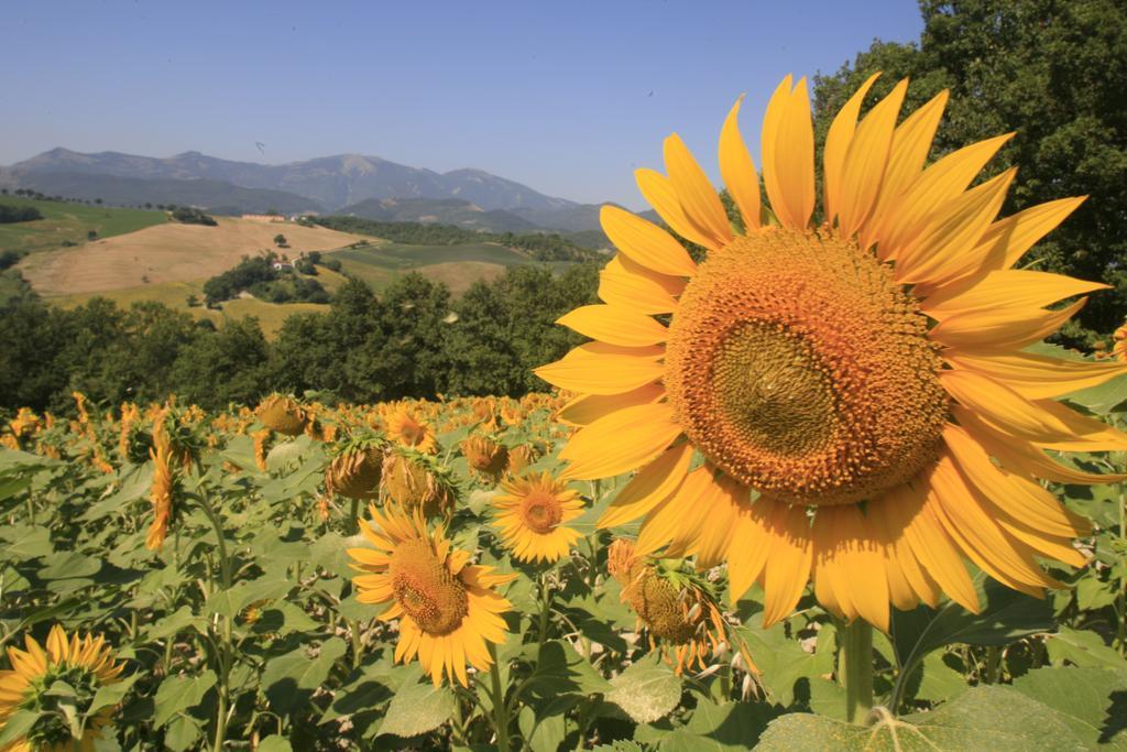 Agriturismo Il Fienile Di Ca Battista Cagli Exterior foto